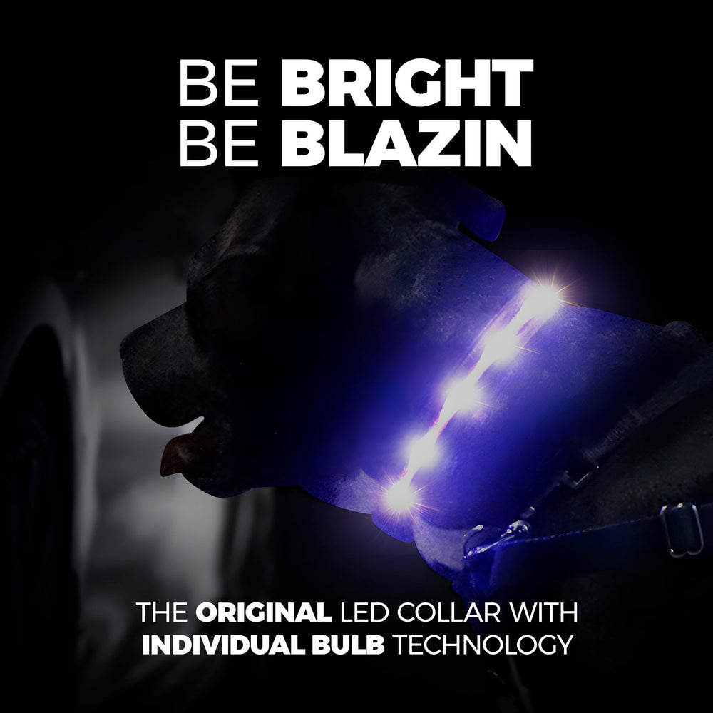 Blazin collar luz tallas: disponible en tallas para todas las razas.