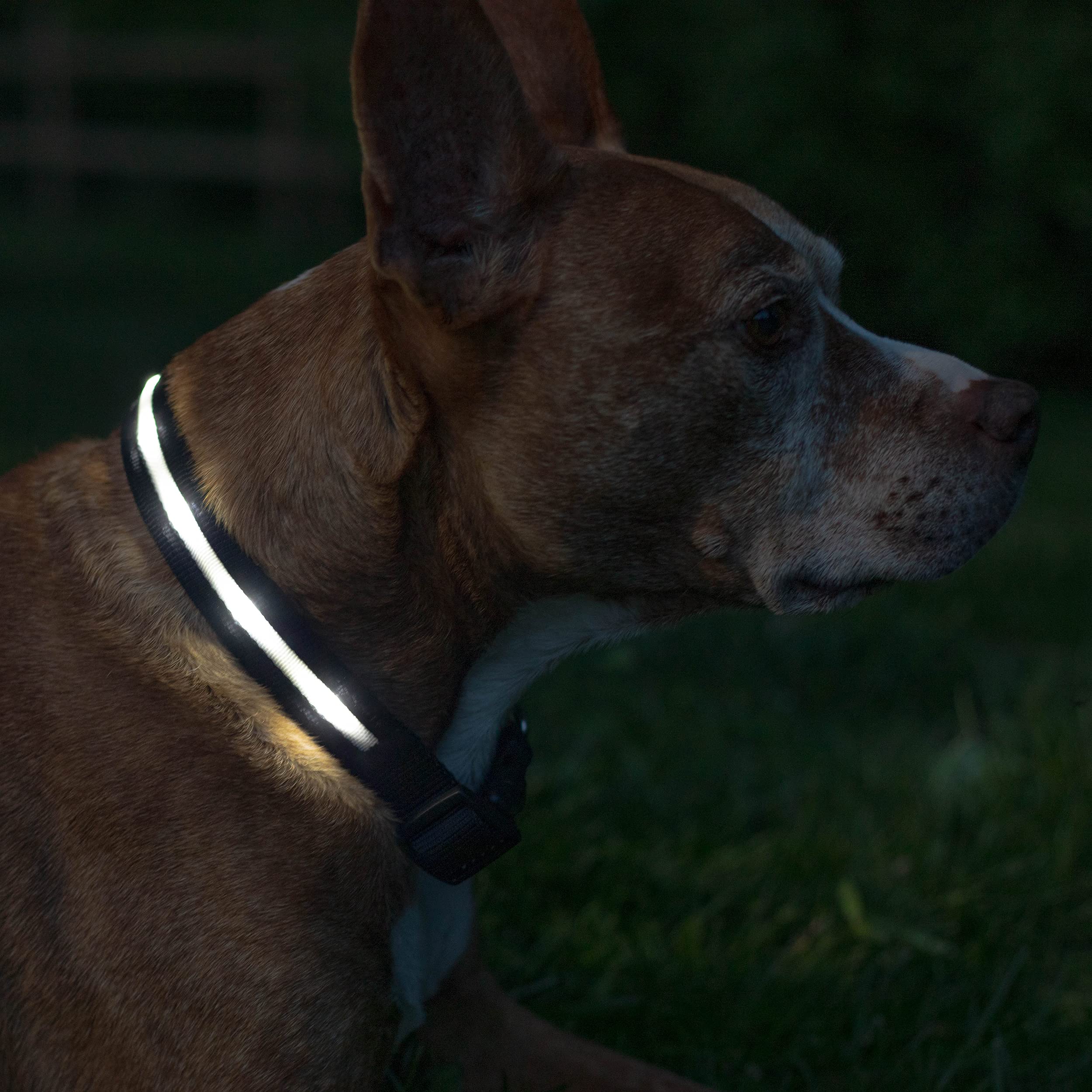 Collar Blazin para perro iluminado con 360 grados para mayor seguridad nocturna