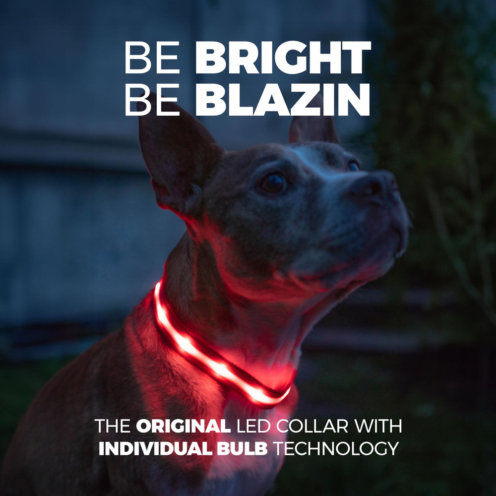 Collar Blazin para perros, vista lateral, iluminación continua para seguridad nocturna.
