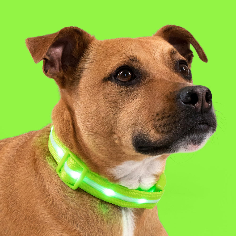 Blazin collar perro con soporte al cliente en Estados Unidos