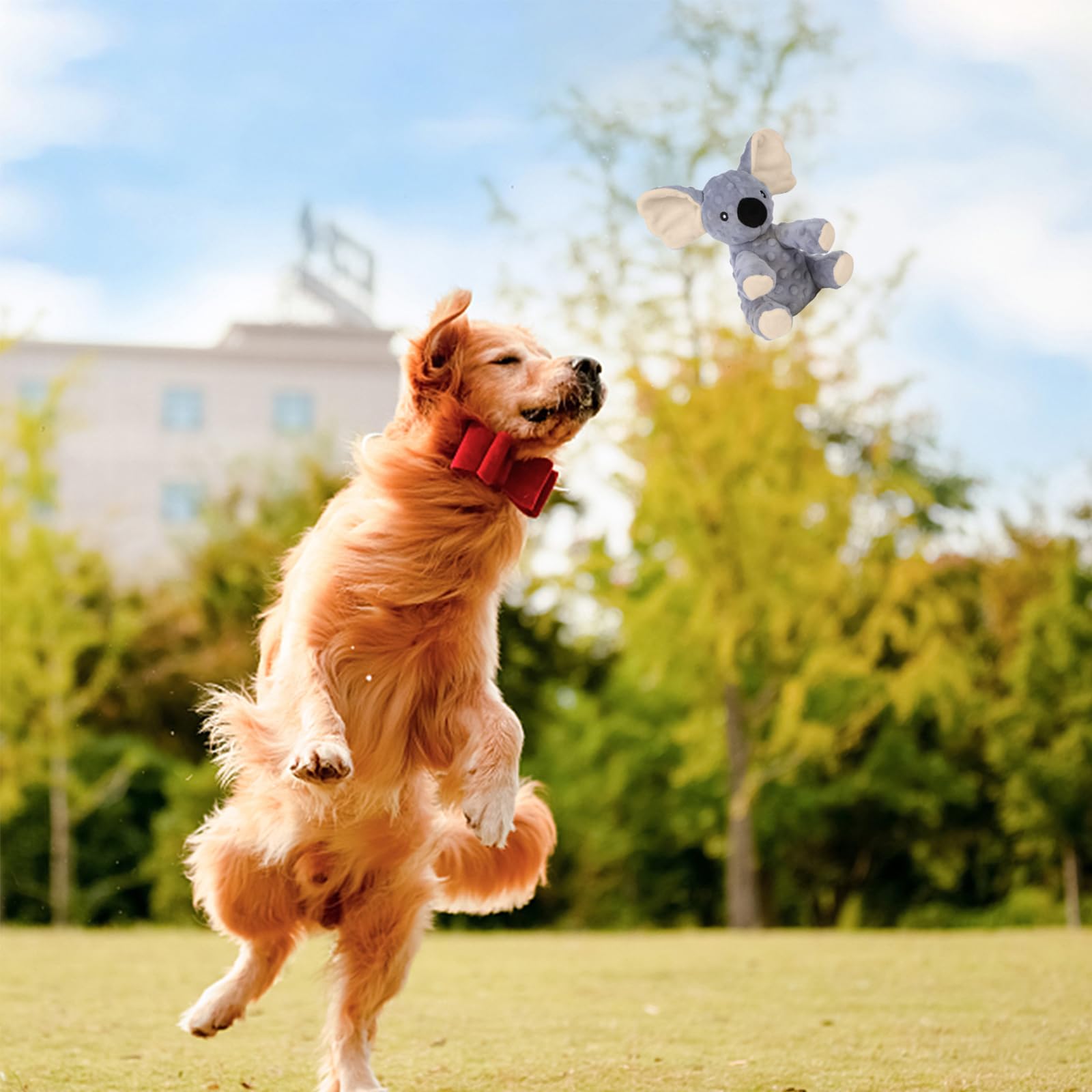 Perro jugando a tirar y jalar con el koala de Blnboimrun.