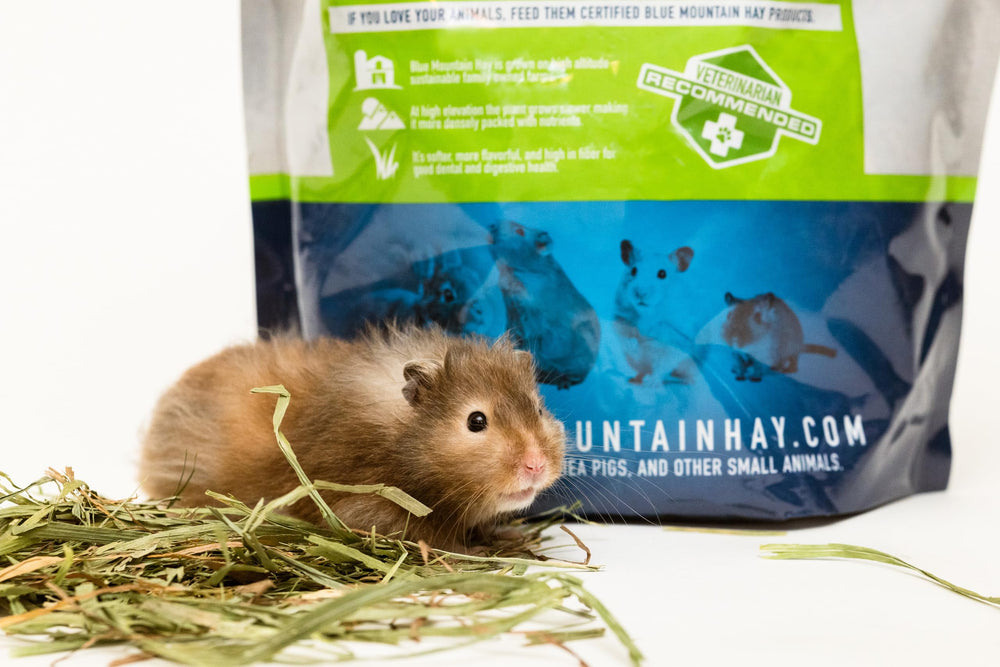 Cama suave de heno Blue Mountain Hay para mascota relajada