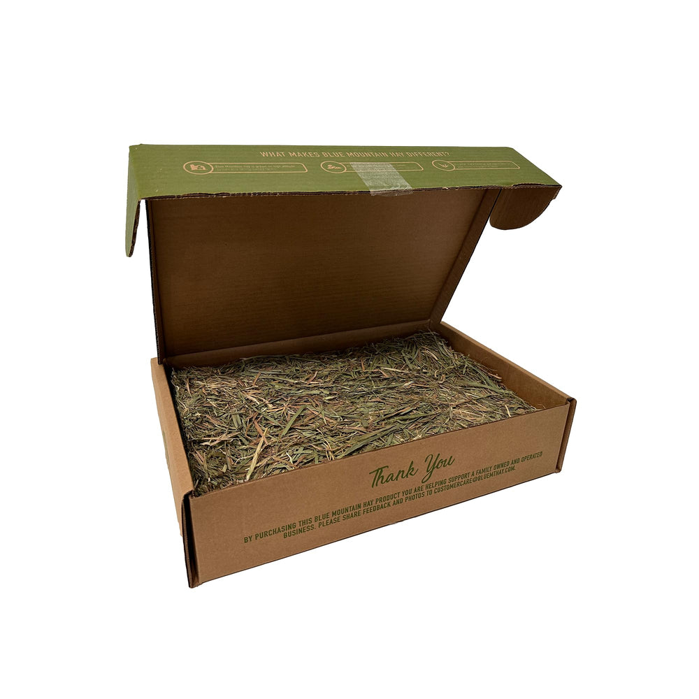Cobaya saboreando textura crujiente de Blue Mountain Hay Timothy