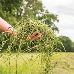 Blue Mountain Hay pasto Timothy, fibras beneficiosas para una dieta equilibrada.