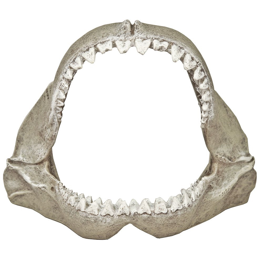 Blue Ribbon Exotic Environments: mandibula-tiburon-blanco-pequena, decoración atractiva y segura para acuarios