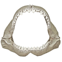 Blue Ribbon Exotic Environments: mandibula-tiburon-blanco-pequena, decoración atractiva y segura para acuarios