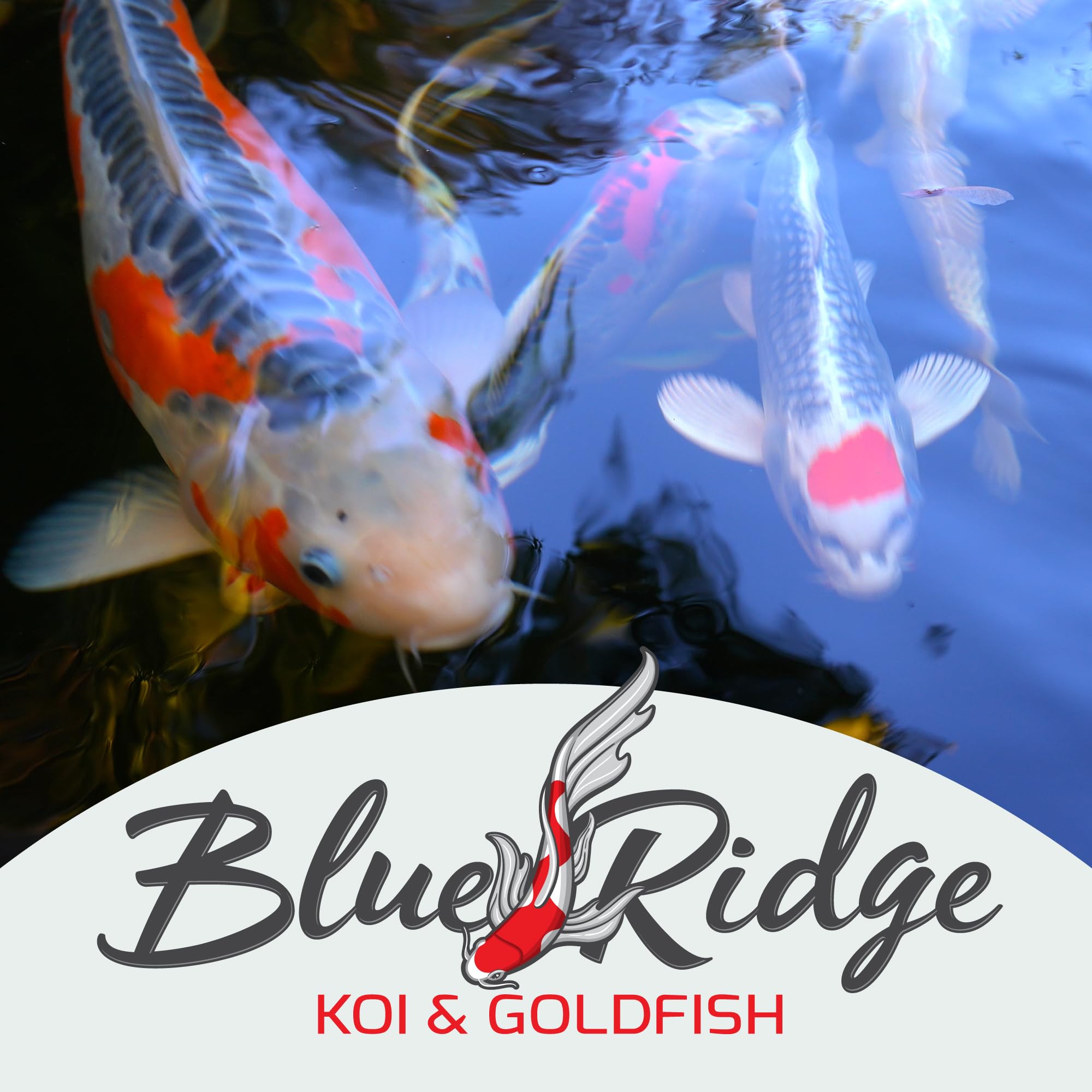 Blue Ridge Koi Alimento Temperaturas Frías 50lb ideal en clima frío.