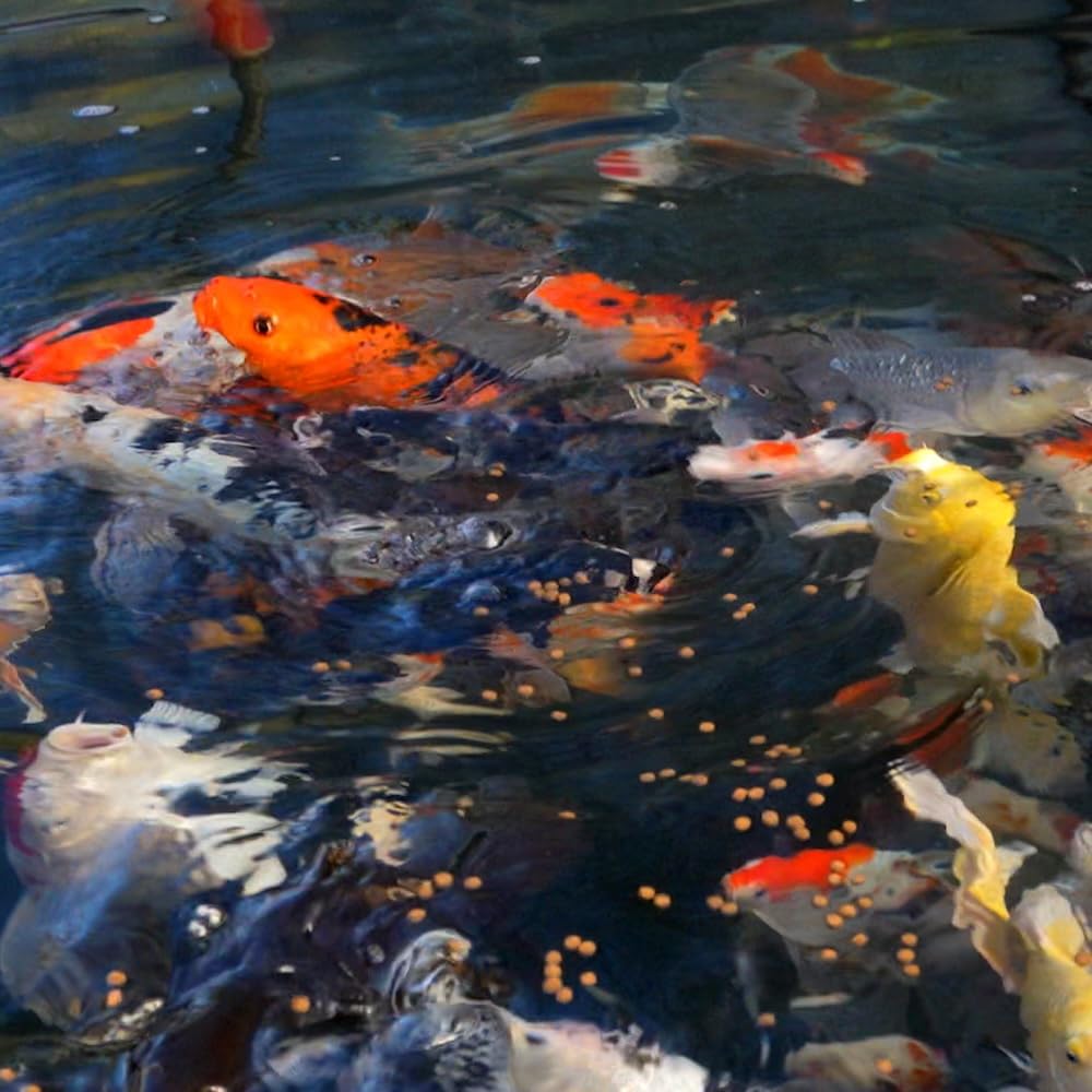 Blue Ridge Koi Satisfacción Garantía 50lb opción segura para estanques.