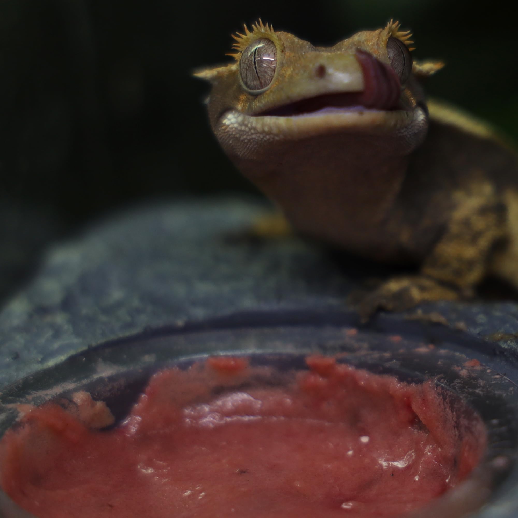 Blue River Diets Crested Gecko Diet, alimento completo para geckos crestados con sabor sandía.