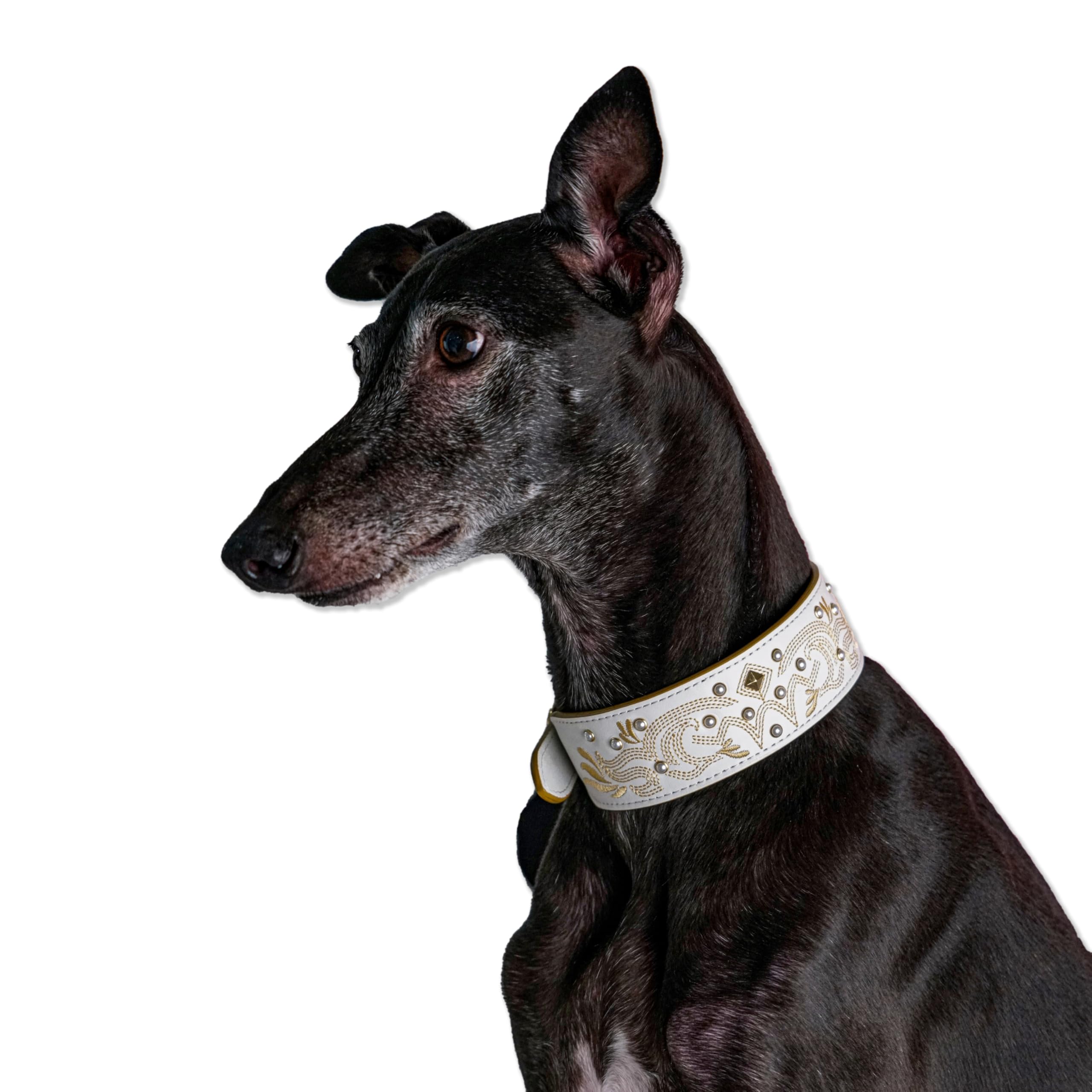 Blueberry Pet collar anilla D resistente a óxido para uso diario