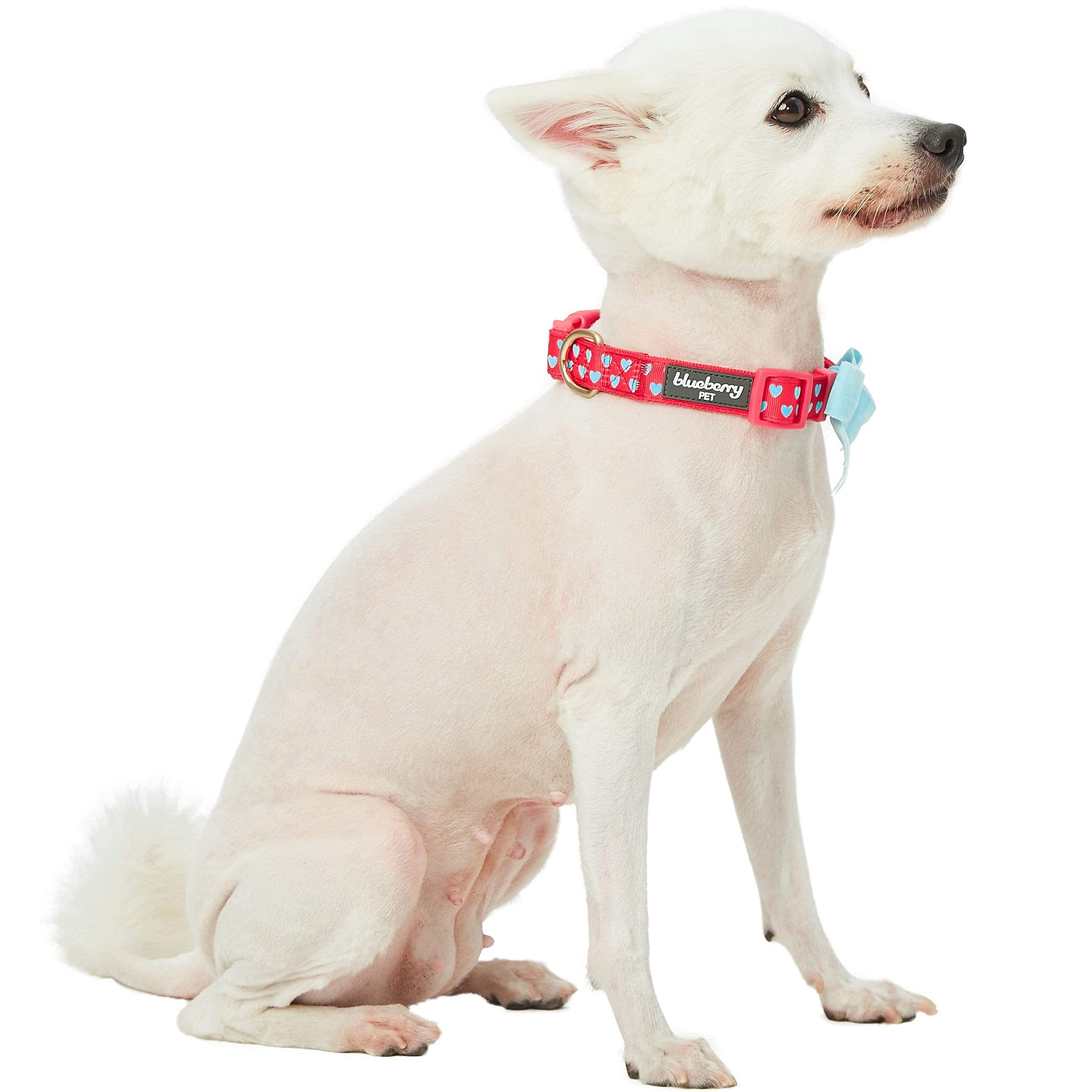 Collar Blueberry Pet detalle de terciopelo rojo, toque suave.