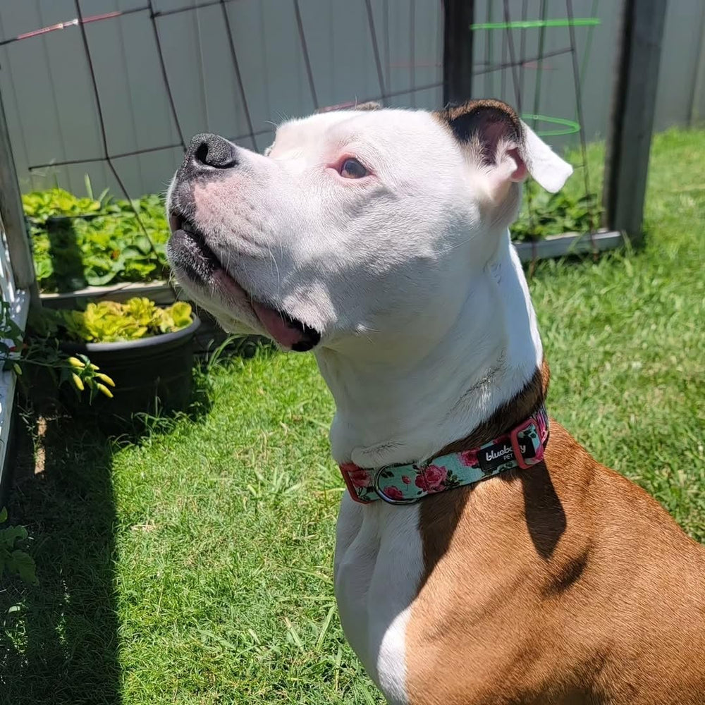 Collar estilo verano Blueberry Pet, aporta un toque veraniego y fresco a tu mascota.
