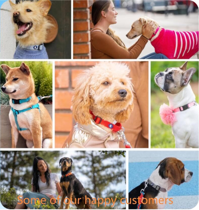 Collar Blueberry Pet mediano ideal para paseos diarios y actividad al aire libre.