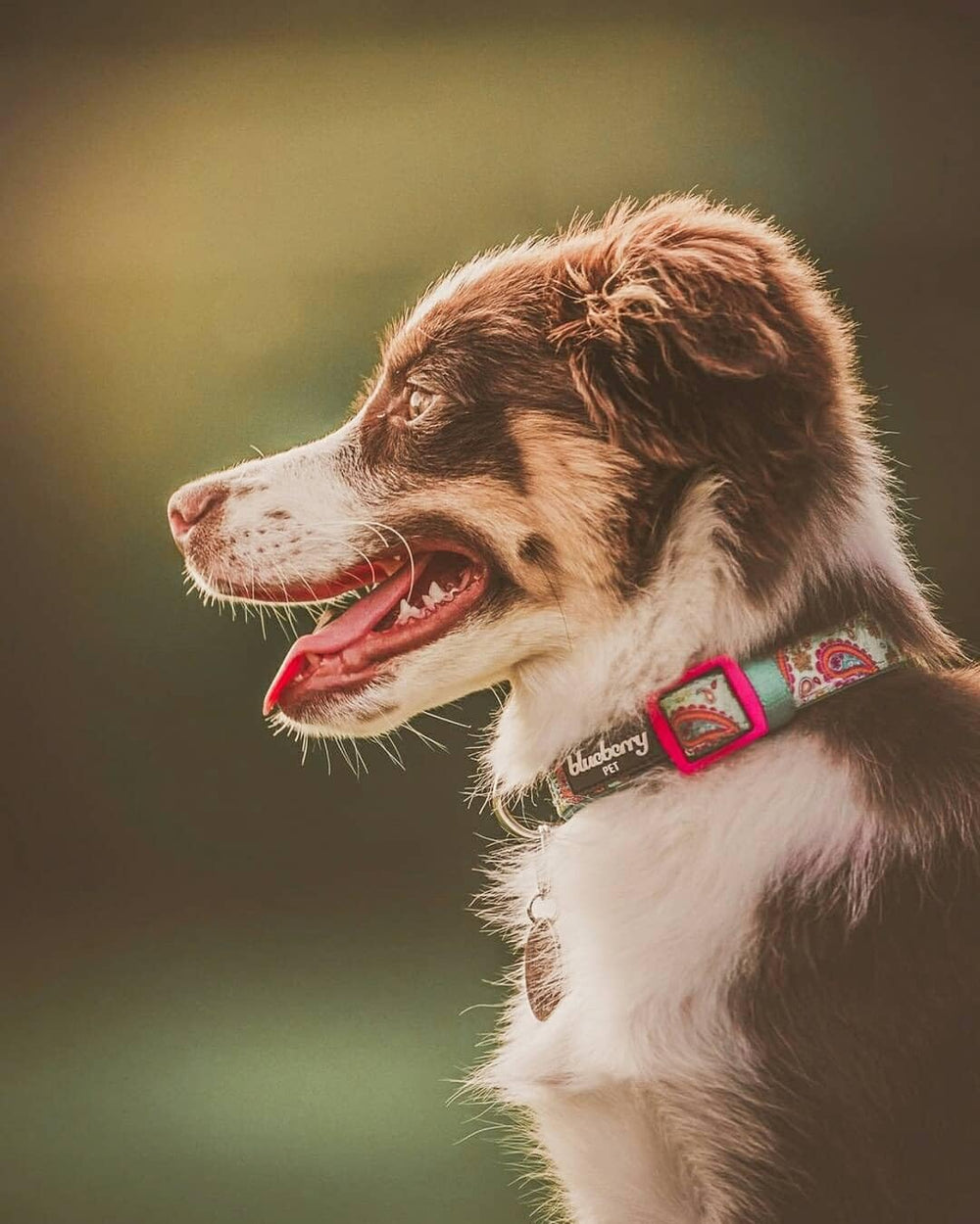Blueberry Pet collar para perros mediano a grande con ajuste seguro.