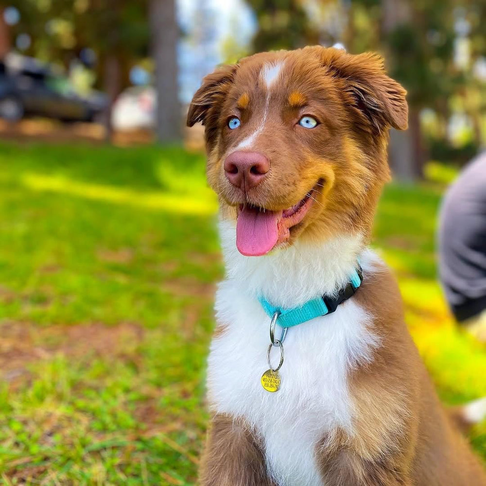 Blueberry Pet collar para paseo urbano en perro mediano.