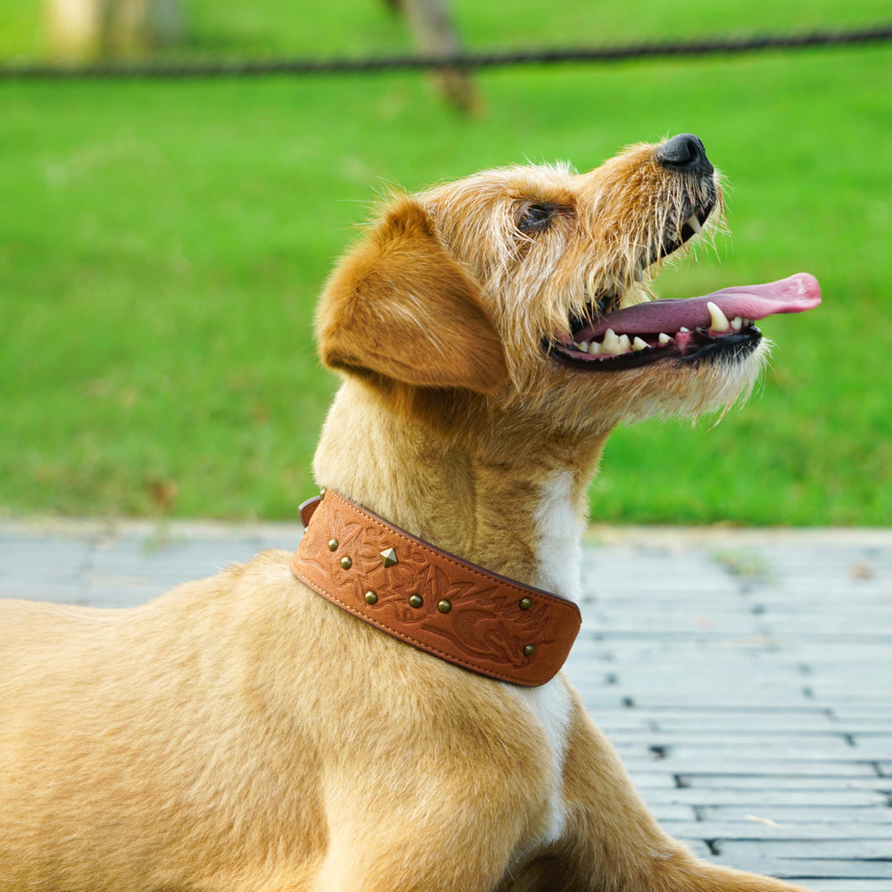 Vista frontal del collar Blueberry Pet con hebilla duradera y acabado premium.
