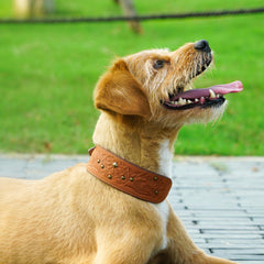 Vista frontal del collar Blueberry Pet con hebilla duradera y acabado premium.