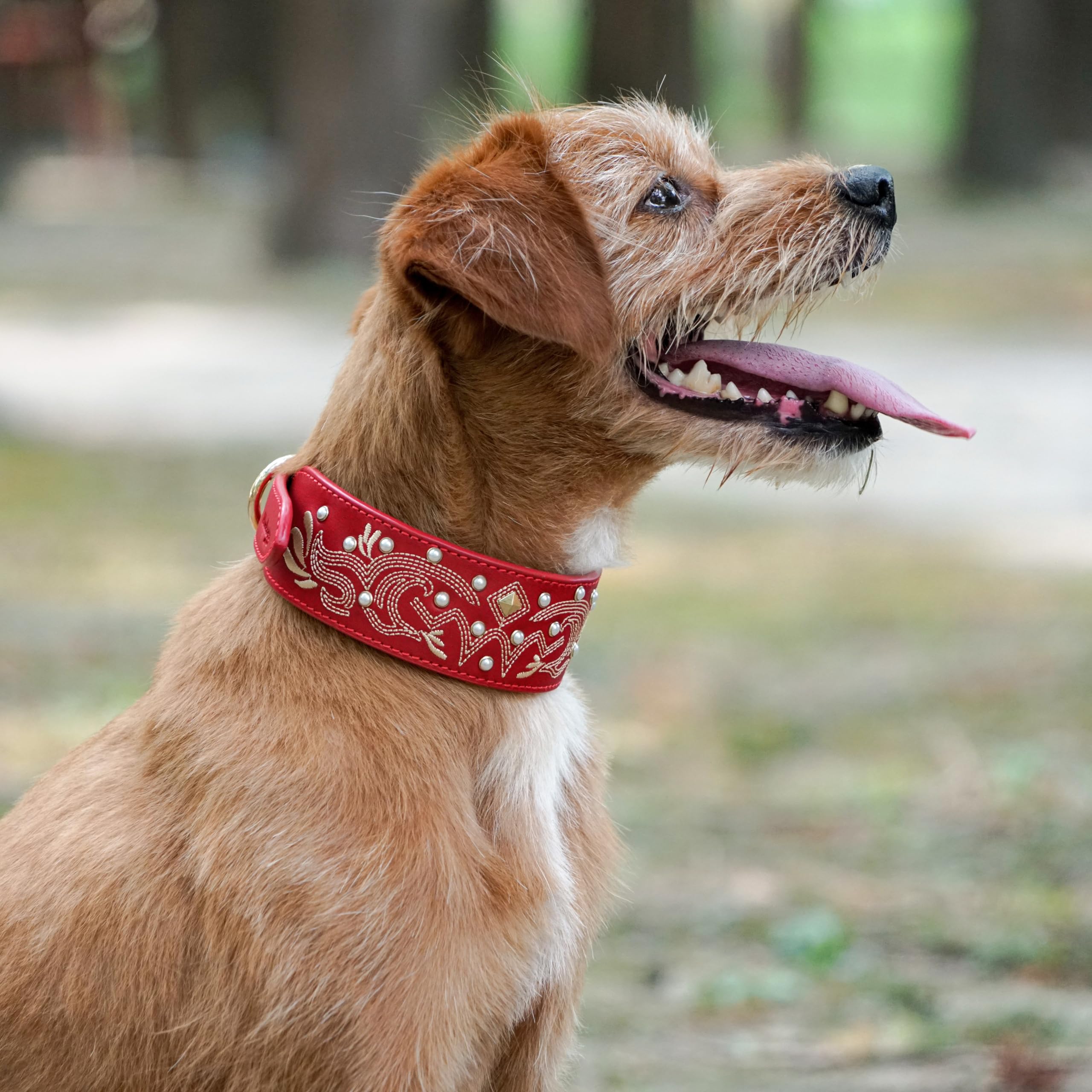 Blueberry Pet collar western para perro grande durante paseos
