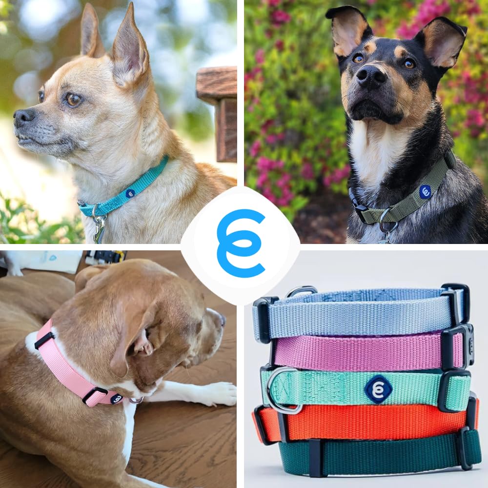 Collar Blueberry Pet seguro para paseos, mantiene la correa cerca.