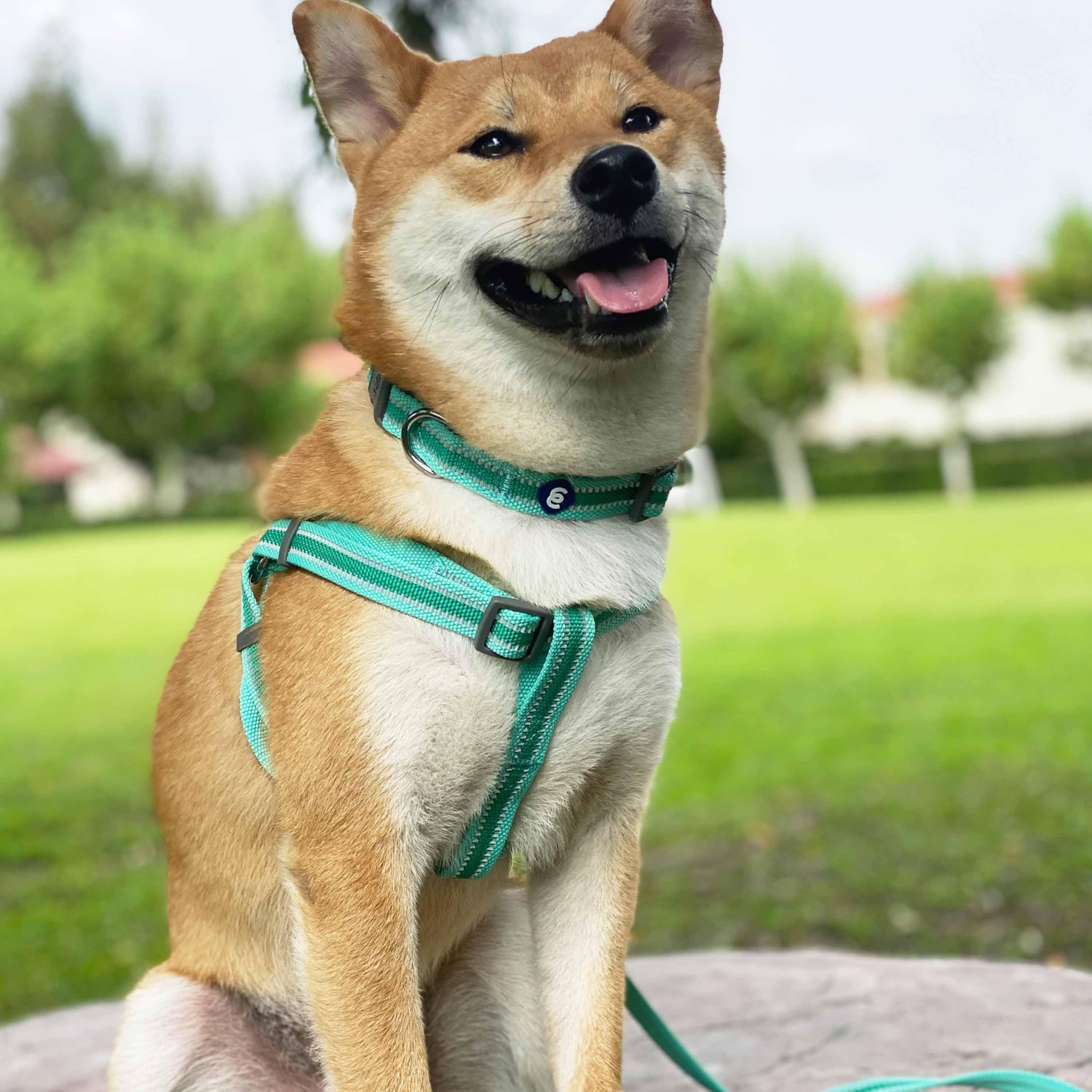 Uso diario del collar Blueberry Pet para caminatas y actividades diarias.