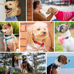 Blueberry Pet Essentials collar con anilla en D cromada para paseos seguros