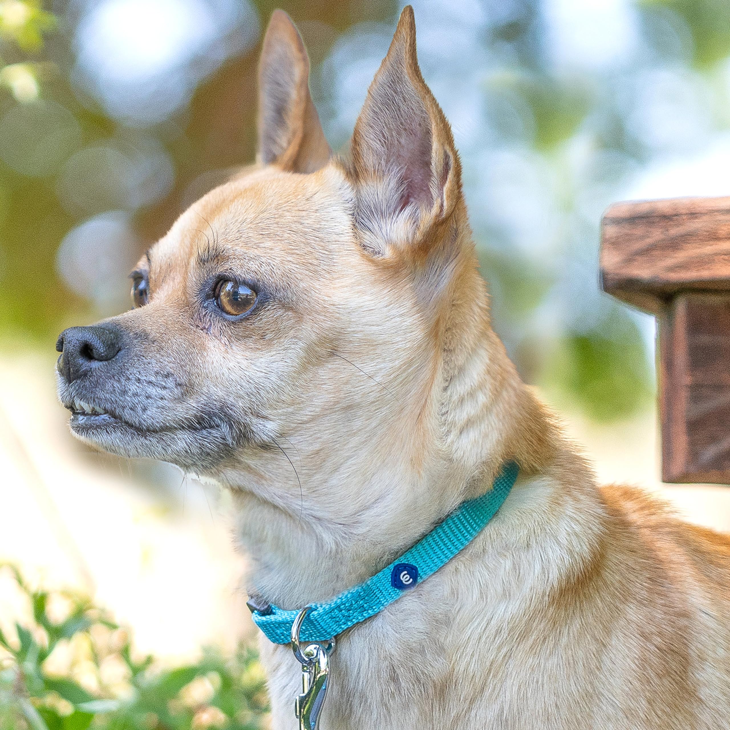 Blueberry Pet Essentials collar x-small nylon sostenible, opción ecológica para paseos.