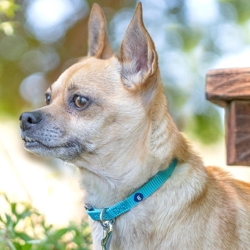 Blueberry Pet Essentials collar x-small nylon sostenible, opción ecológica para paseos.