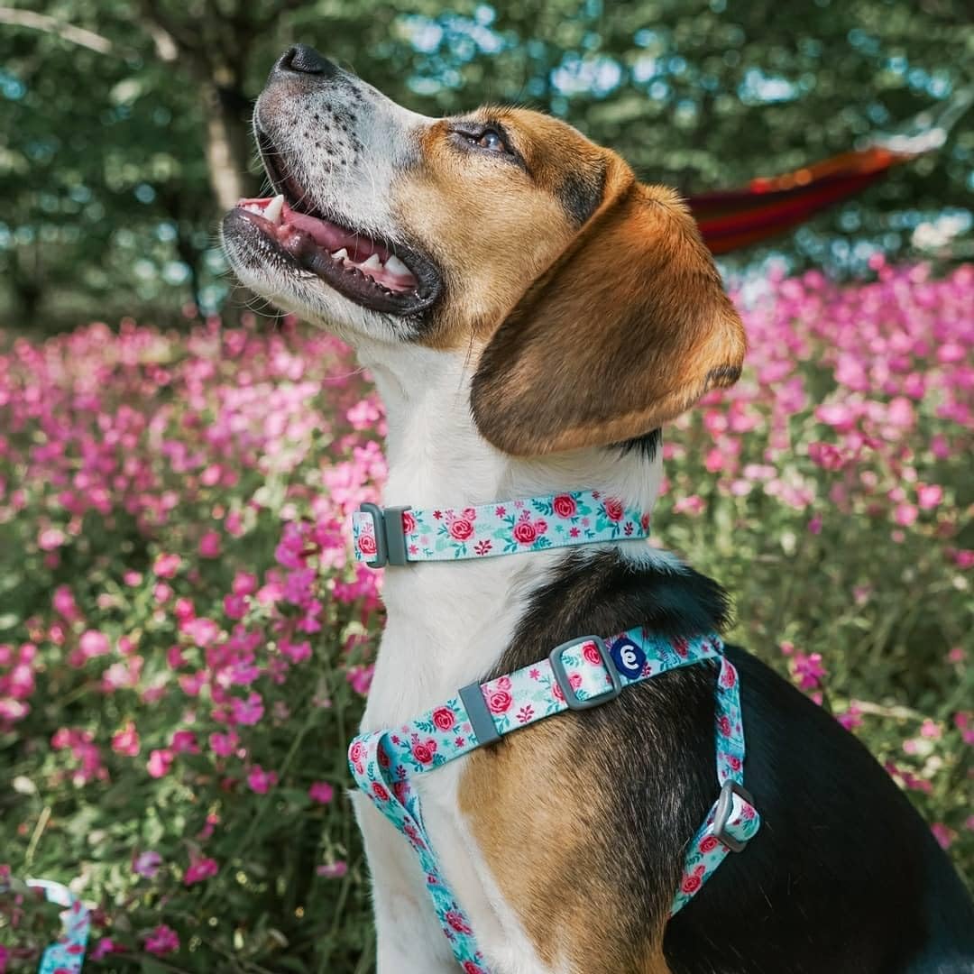 Blueberry Pet Essentials conjunto de collar y arnés a juego disponibles.