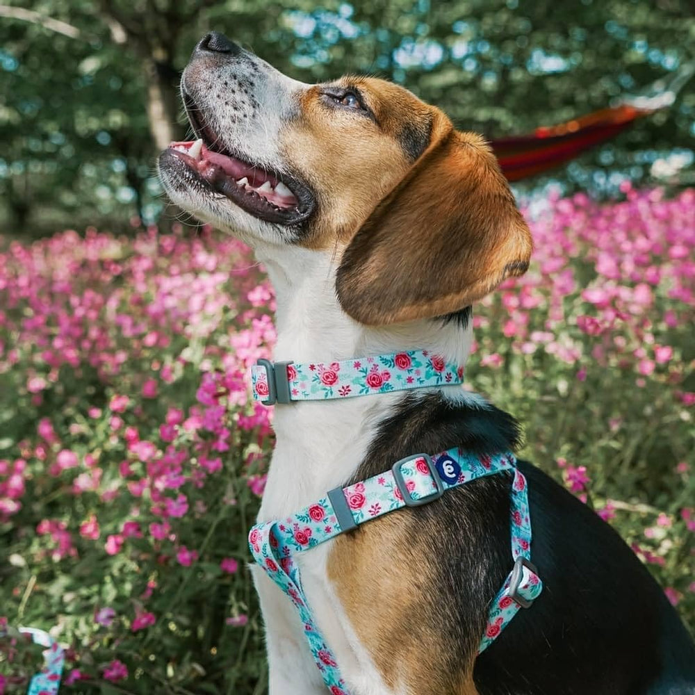 Blueberry Pet Essentials conjunto de collar y arnés a juego disponibles.