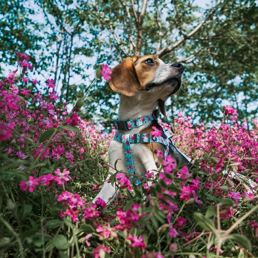 Blueberry Pet Essentials talla mediana, adecuada para perros de tamaño medio.