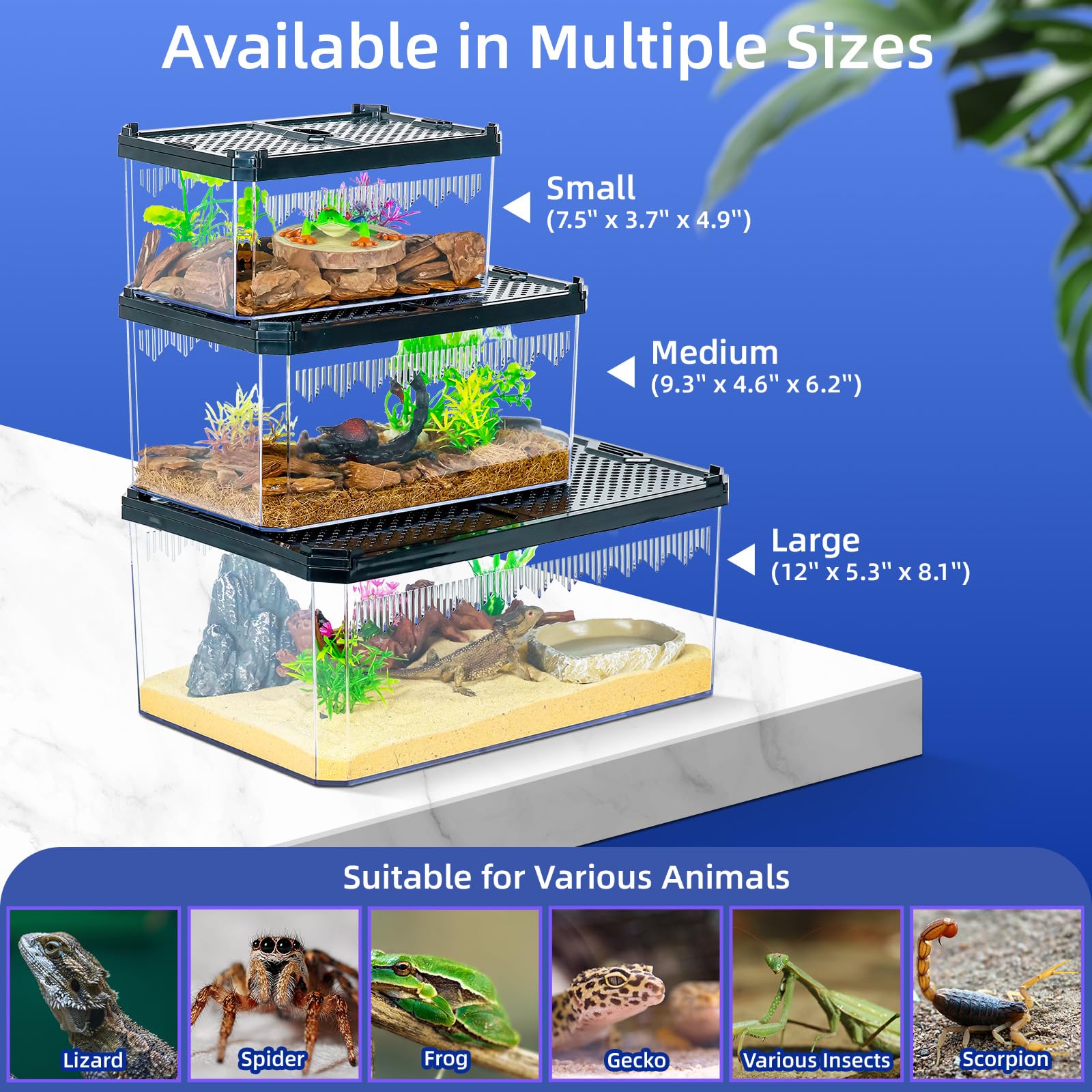 Bluecoco diseño cuadrado, terrario compacto y versátil para geckos y tarántulas.