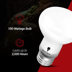 Terrario de vidrio iluminado por Bluex Bulbs con calor suave.