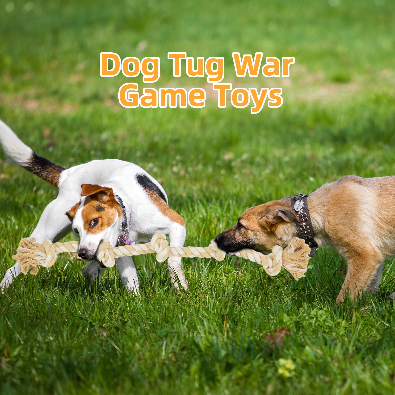 Bmag juego de entrenamiento y tira y afloja para perros activos.