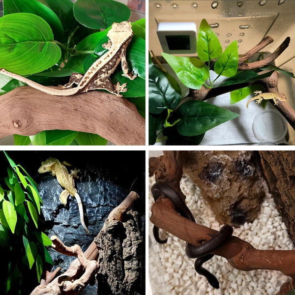 BNOSDM decoración terrario: fácil de colocar y combinar con otros elementos.