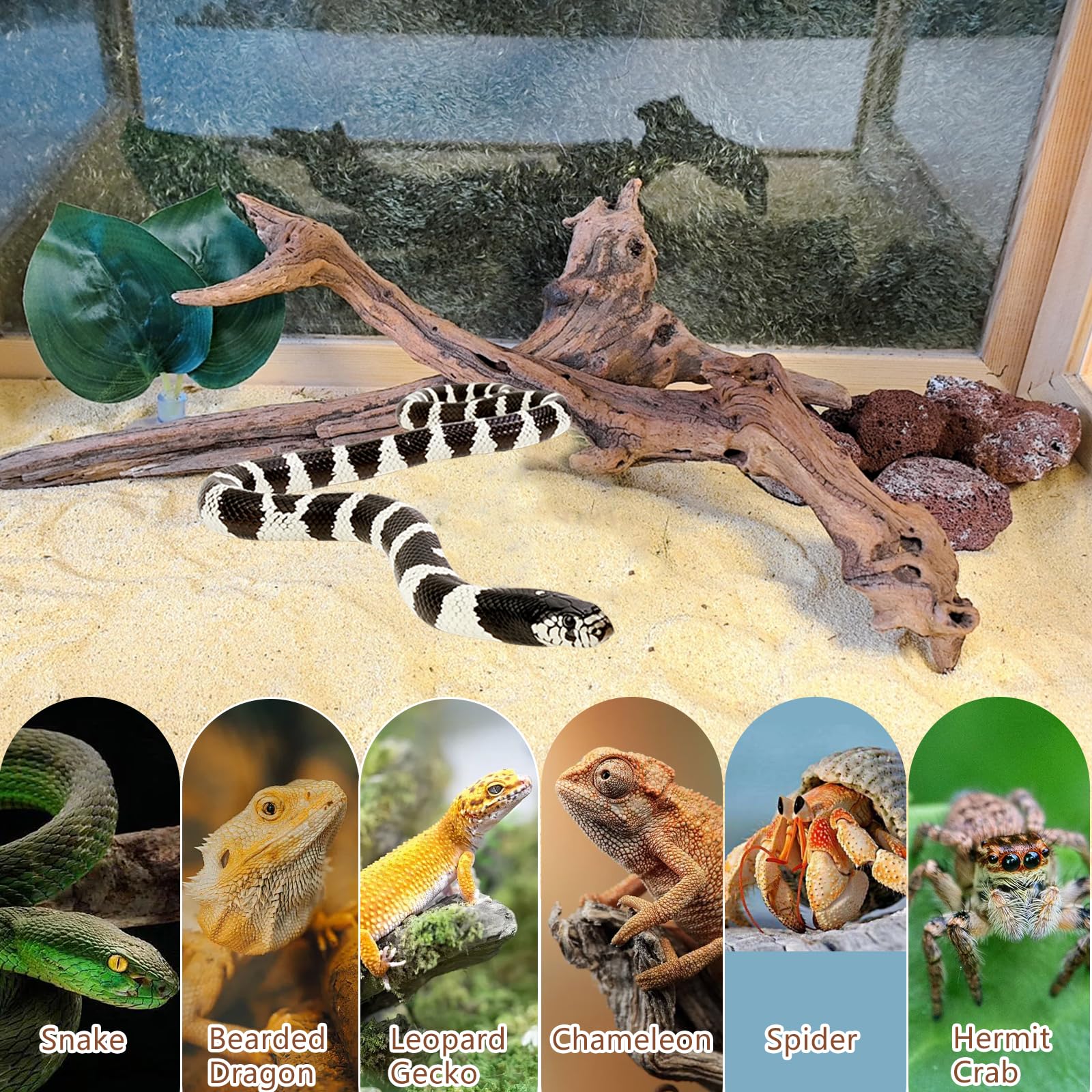 BNOSDM ramas para camaleones y geckos, decoración funcional.
