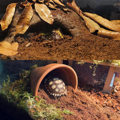 BNOSDM sustrato para reptiles mantiene humedad estable en el terrario.