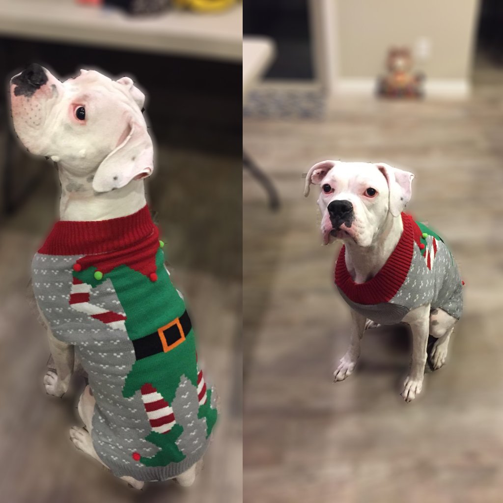 BOBIBI sudadera navideña para perro regalo ideal: comparte calidez y estilo