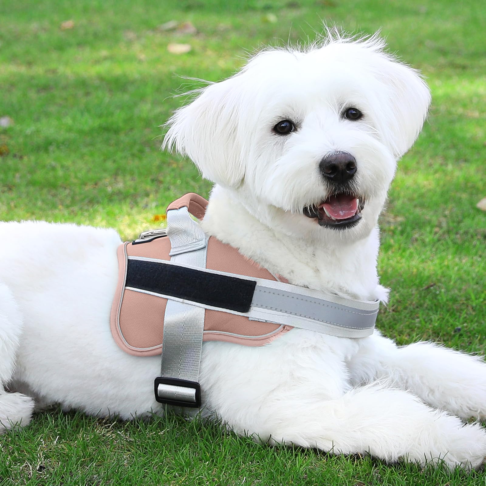 Bolux arnés para perros pequeños ideal para crecimiento y uso diario.