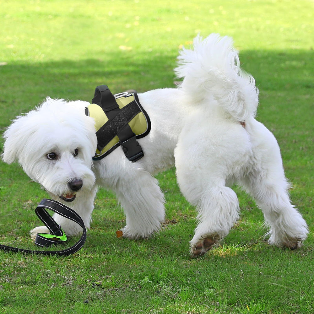 Bolux arnés para perros pequeños, cómodo y seguro durante entrenamientos.