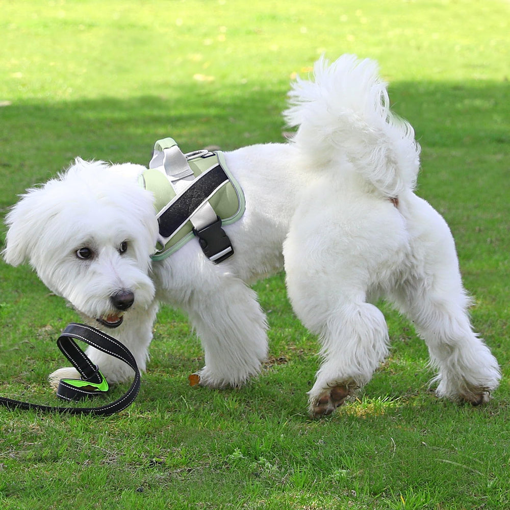 Arnés Bolux para exteriores, perfecto para correr y explorar con tu perro