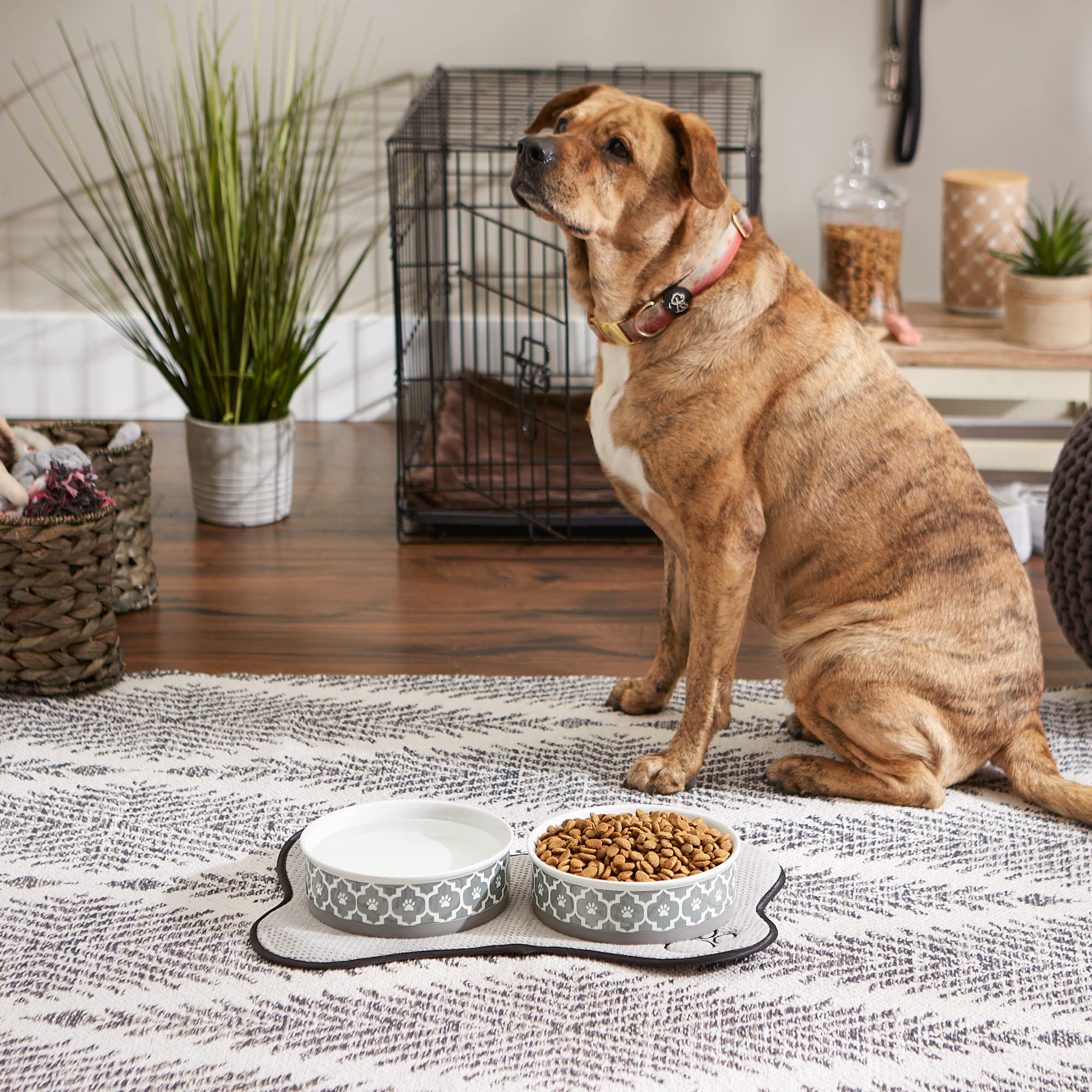 Tazón Bone Dry apto para microondas, conjunto práctico.