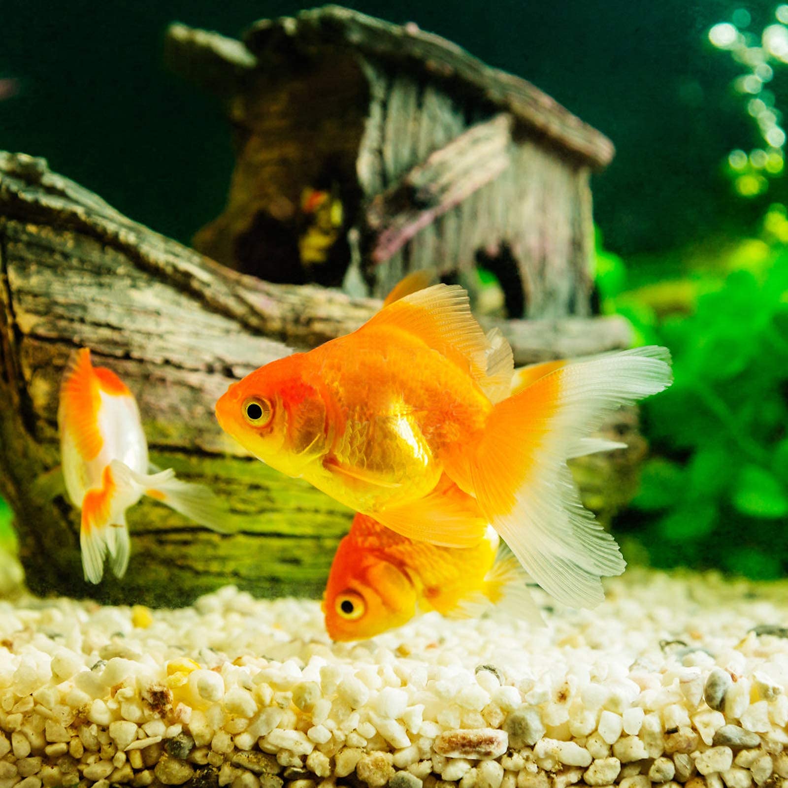 Boniosz piedras para acuario, ayuda a mantener la claridad del agua