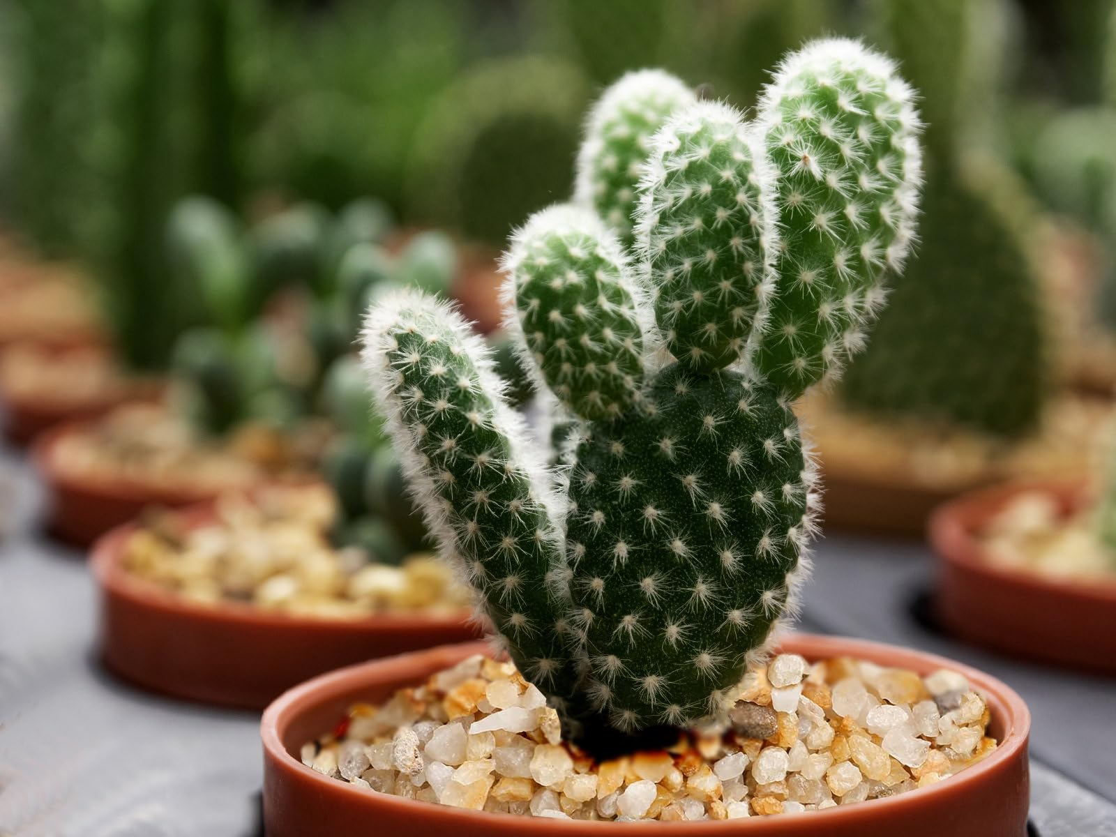 Boniosz piedritas decorativas para macetas, ideales para terrarios y jardines