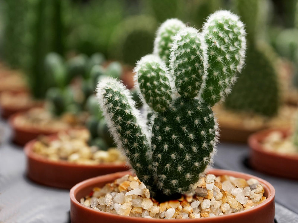 Boniosz piedritas decorativas para macetas, ideales para terrarios y jardines