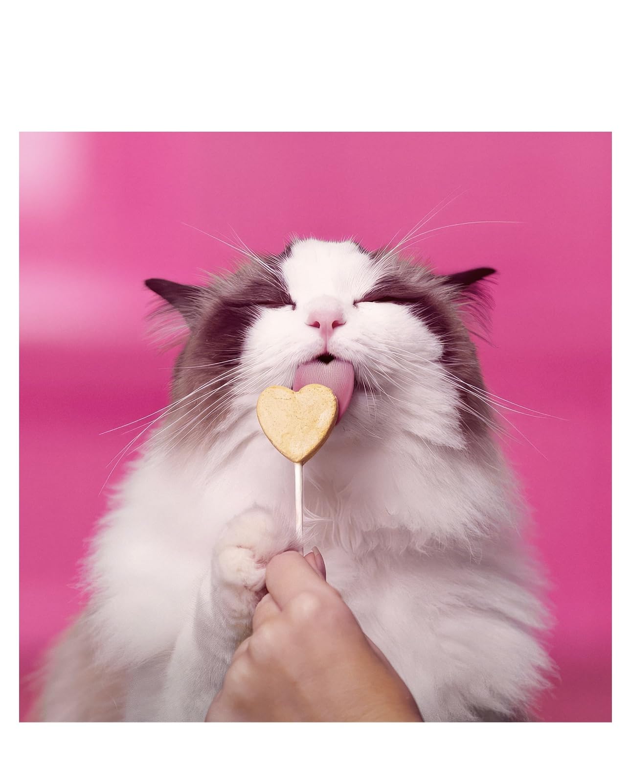 Paquete doble con cuatro golosinas para gatos