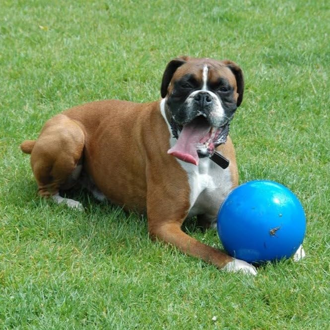 Boomer Ball de Company of Animals, alta calidad con PE que resiste mordidas y uso prolongado.