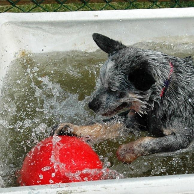Boomer Ball de Company of Animals, tamaño diseñado para no ser recogido fácilmente por perros.