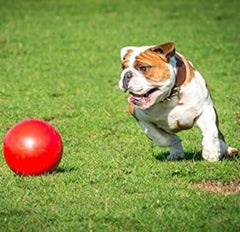 Boomer Ball de Company of Animals, estimula la mente durante el juego y el aprendizaje.