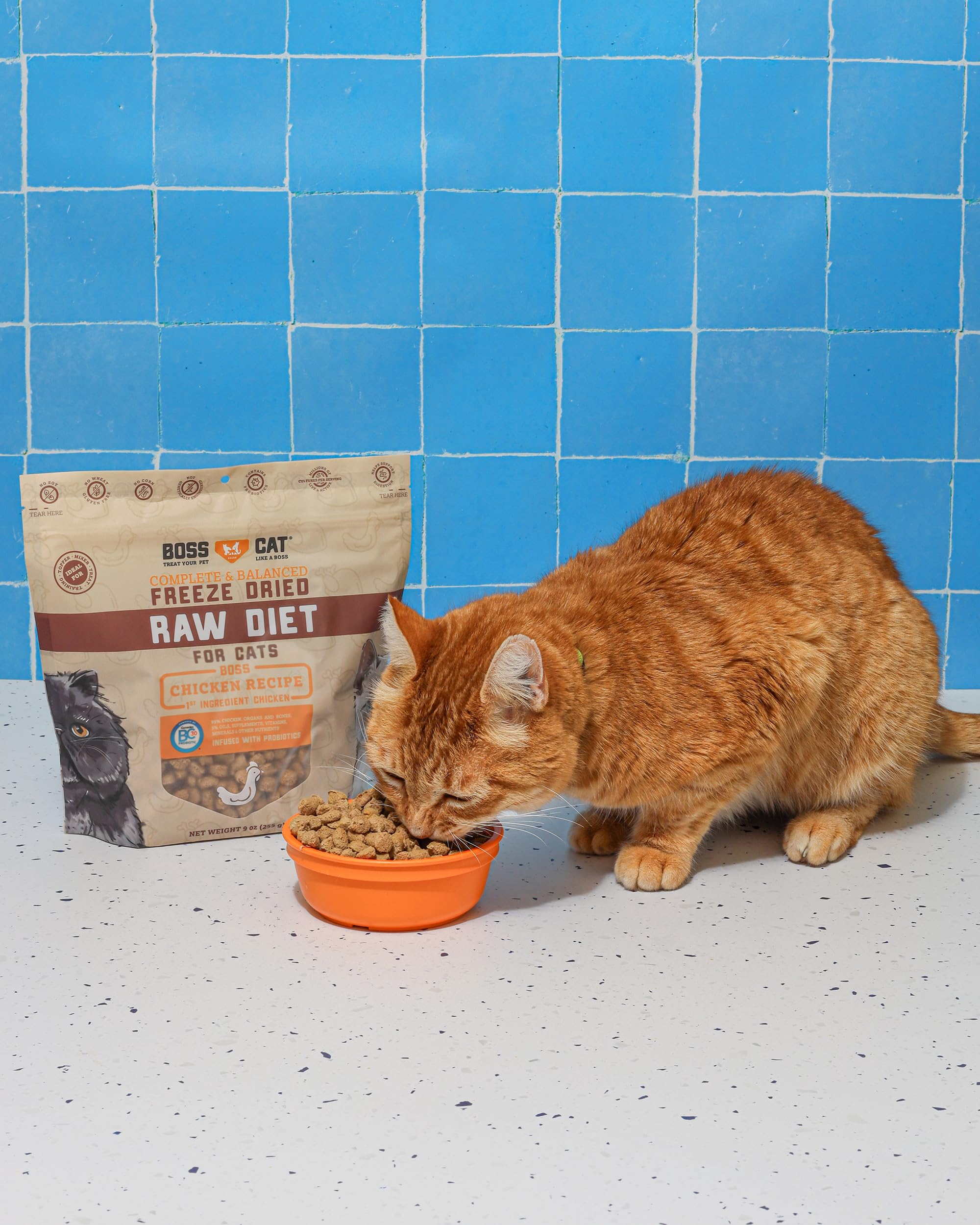 Boss Cat guía de alimentación para gatos adultos y gatitos, adaptada a necesidades diversas.