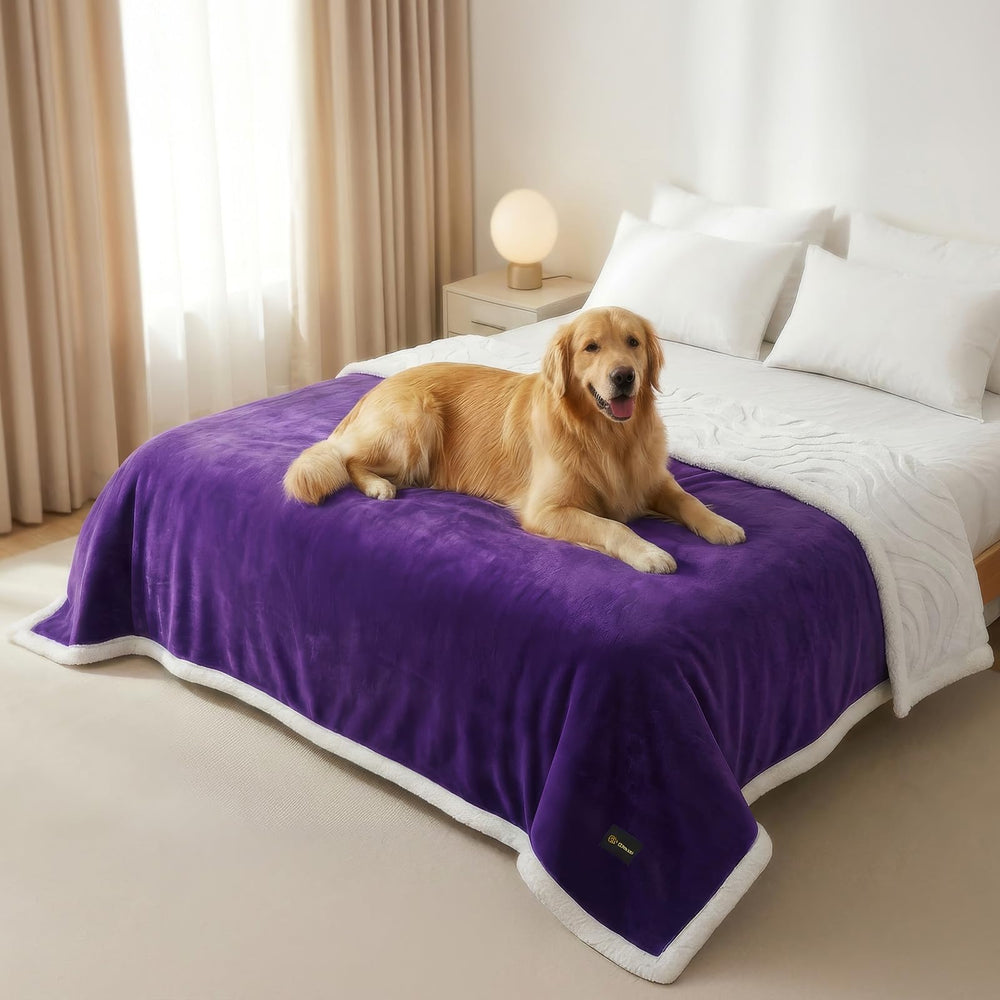 BoxZone manta impermeable para perro sobre sofá protege muebles y mantiene al animal seco